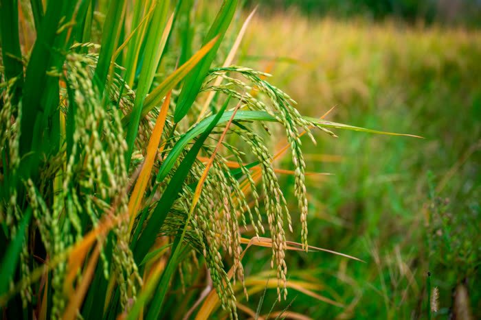 Álcool Extra Neutro de Arroz