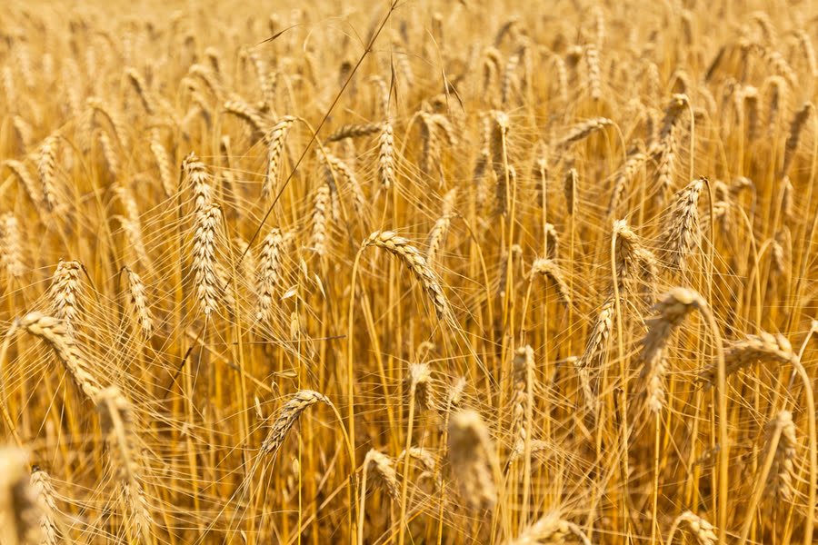 Campo de trigo selecionado para produção de álcool extra neutro